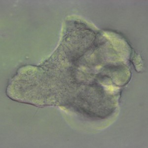 Branching mini-lung. Credit: Nick Hannan, University of Cambridge